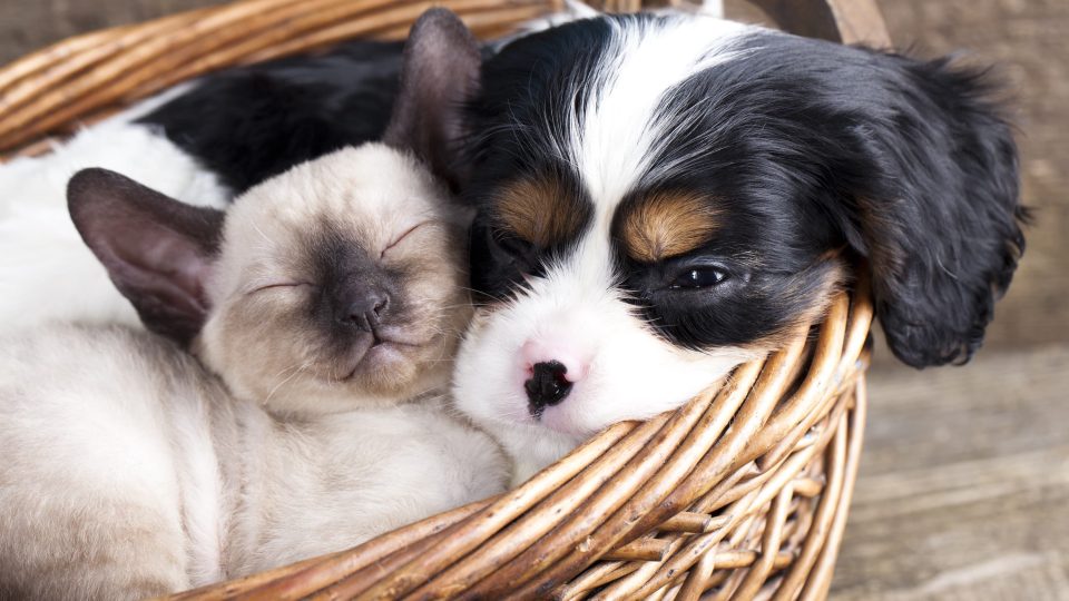Pet Policy Banner